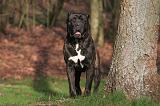 CANE CORSO 1356